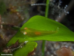 Opeatogenys cadenati