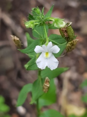 Nemesia rupicola