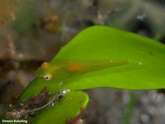 Opeatogenys cadenati