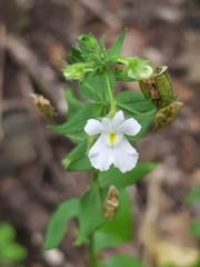 Nemesia rupicola