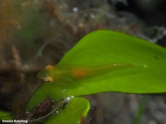Opeatogenys cadenati