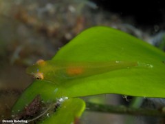 Opeatogenys cadenati