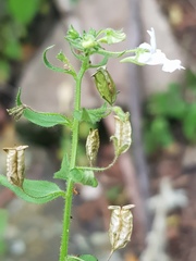 Nemesia rupicola