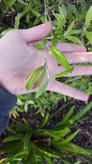 Corokia buddleioides