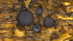 Sclerococcum stygium