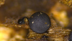 Sclerococcum stygium