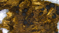 Sclerococcum stygium