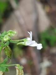 Nemesia rupicola