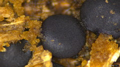 Sclerococcum stygium