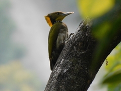 Chrysophlegma flavinucha