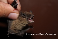 Myotis nigricans