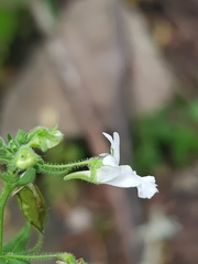 Nemesia rupicola