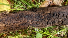 Sclerococcum stygium