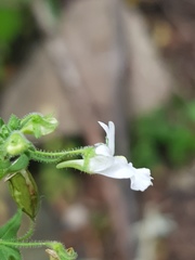Nemesia rupicola