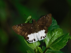 Tagiades menaka