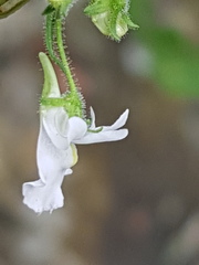 Nemesia rupicola