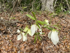 Asimina angustifolia