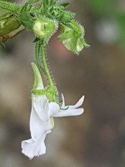 Nemesia rupicola