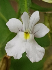 Nemesia rupicola
