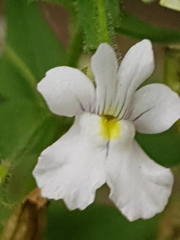 Nemesia rupicola
