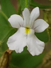 Nemesia rupicola