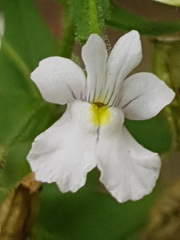 Nemesia rupicola