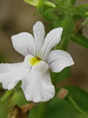 Nemesia rupicola