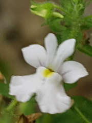 Nemesia rupicola