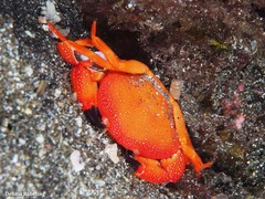Euryozius bouvieri