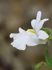 Nemesia rupicola