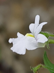 Nemesia rupicola