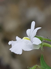 Nemesia rupicola