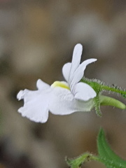Nemesia rupicola