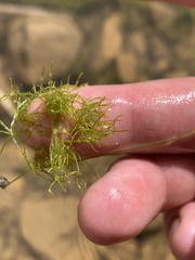 Tolypella prolifera