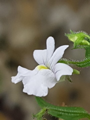 Nemesia rupicola