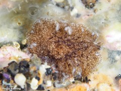 Pericelis cata