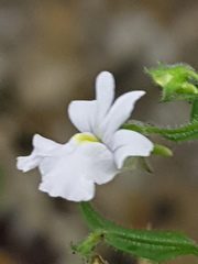 Nemesia rupicola