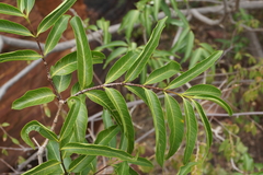 Wrightia natalensis