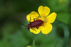 Pyrochroa serraticornis