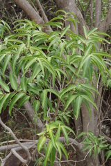 Wrightia natalensis
