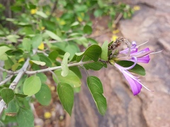 Chorisochora transvaalensis