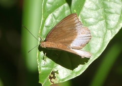 Tanaecia cocytina