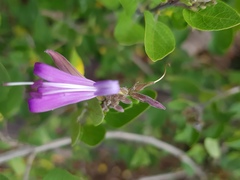 Chorisochora transvaalensis