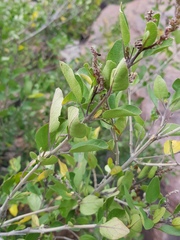 Chorisochora transvaalensis