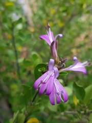 Chorisochora transvaalensis