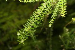 Ozothamnus rufescens