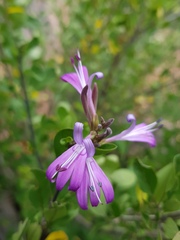 Chorisochora transvaalensis