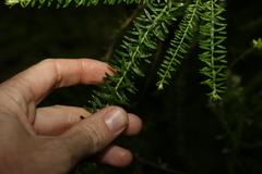 Ozothamnus rufescens