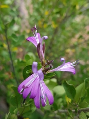 Chorisochora transvaalensis