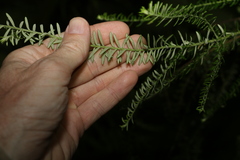 Ozothamnus rufescens
